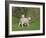 Two Lambs in June, Shetland Islands, Scotland, UK, Europe-David Tipling-Framed Photographic Print