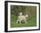 Two Lambs in June, Shetland Islands, Scotland, UK, Europe-David Tipling-Framed Photographic Print