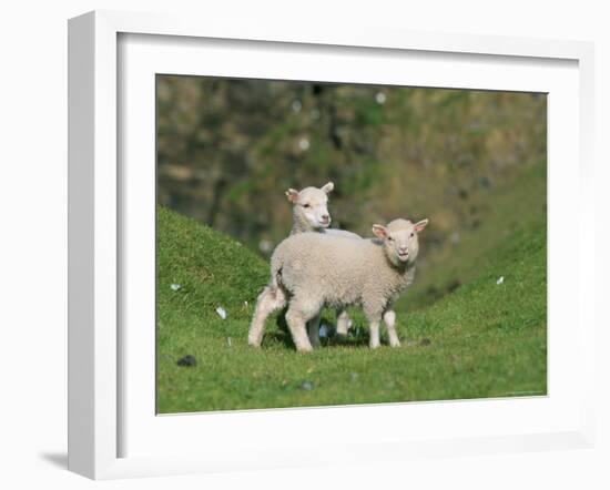 Two Lambs in June, Shetland Islands, Scotland, UK, Europe-David Tipling-Framed Photographic Print