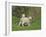 Two Lambs in June, Shetland Islands, Scotland, UK, Europe-David Tipling-Framed Photographic Print