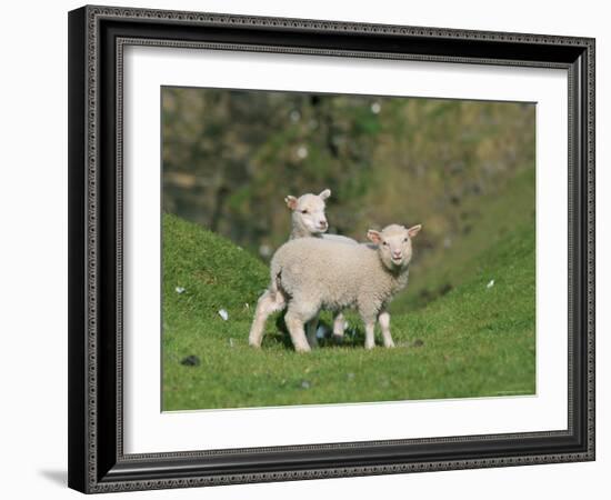 Two Lambs in June, Shetland Islands, Scotland, UK, Europe-David Tipling-Framed Photographic Print