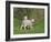 Two Lambs in June, Shetland Islands, Scotland, UK, Europe-David Tipling-Framed Photographic Print