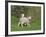 Two Lambs in June, Shetland Islands, Scotland, UK, Europe-David Tipling-Framed Photographic Print