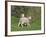 Two Lambs in June, Shetland Islands, Scotland, UK, Europe-David Tipling-Framed Photographic Print