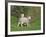 Two Lambs in June, Shetland Islands, Scotland, UK, Europe-David Tipling-Framed Photographic Print