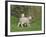 Two Lambs in June, Shetland Islands, Scotland, UK, Europe-David Tipling-Framed Photographic Print