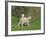 Two Lambs in June, Shetland Islands, Scotland, UK, Europe-David Tipling-Framed Photographic Print
