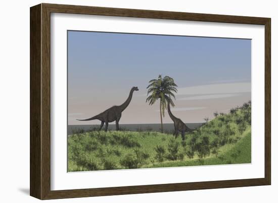 Two Large Brachiosaurus Grazing on a Tall Tree-null-Framed Art Print