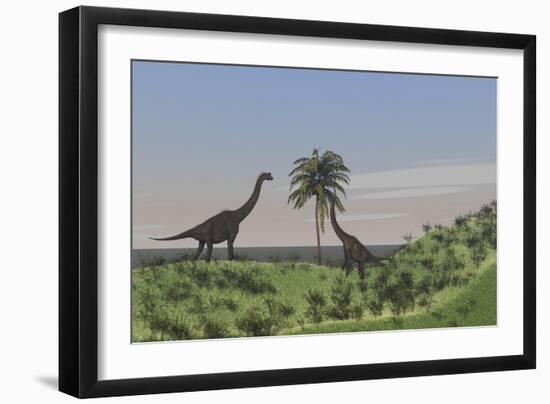 Two Large Brachiosaurus Grazing on a Tall Tree-null-Framed Art Print