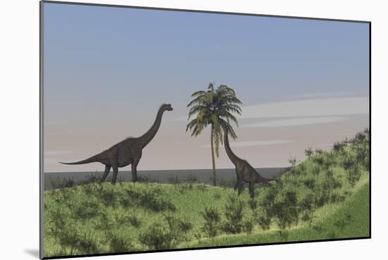 Two Large Brachiosaurus Grazing on a Tall Tree-null-Mounted Art Print