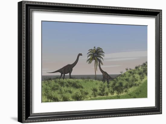 Two Large Brachiosaurus Grazing on a Tall Tree-null-Framed Art Print