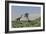 Two Large Brachiosaurus Grazing on a Tall Tree-null-Framed Art Print