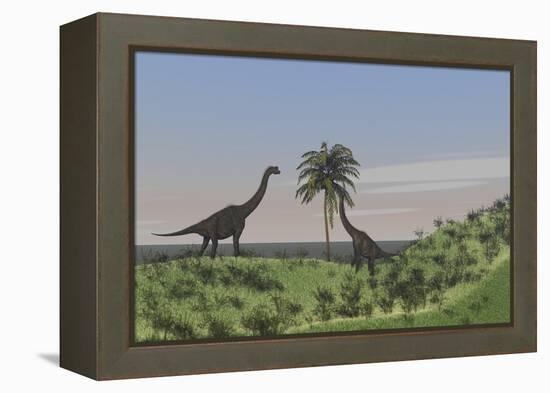 Two Large Brachiosaurus Grazing on a Tall Tree-null-Framed Stretched Canvas