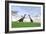 Two Large Brachiosaurus in a Grassy Field-null-Framed Art Print