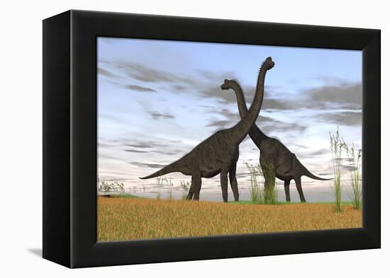 Two Large Brachiosaurus in Prehistoric Grasslands-null-Framed Stretched Canvas