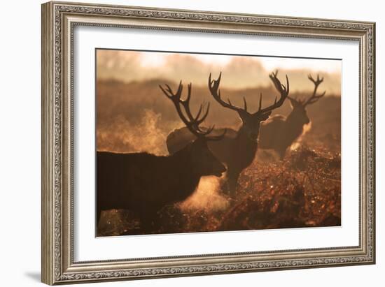 Two Large Deer Stags' Backlit Breath on an Early Misty Morning in Richmond Park-Alex Saberi-Framed Photographic Print