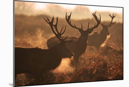 Two Large Deer Stags' Backlit Breath on an Early Misty Morning in Richmond Park-Alex Saberi-Mounted Photographic Print