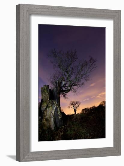 Two Large Oak Trees at Night in Richmond Park-Alex Saberi-Framed Photographic Print