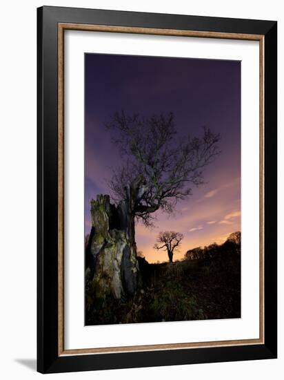 Two Large Oak Trees at Night in Richmond Park-Alex Saberi-Framed Photographic Print