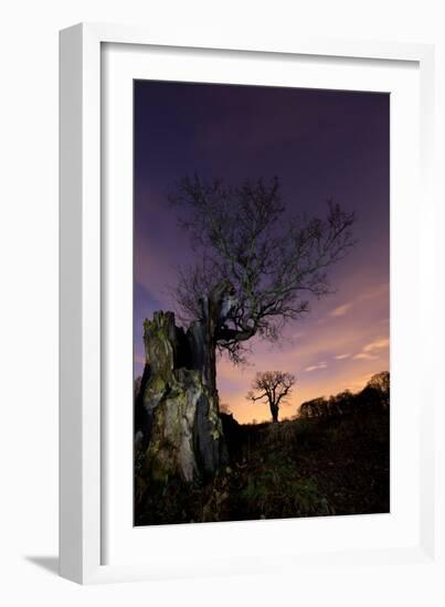 Two Large Oak Trees at Night in Richmond Park-Alex Saberi-Framed Photographic Print