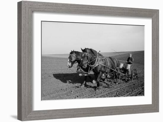 Two Large Work Horses Pull the Farmer and His Corn Seed Drill in Iowa, 1940s-null-Framed Photo