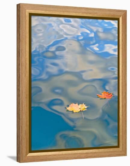 Two Leaves Floating on Pete's Lake, Upper Peninsula, Michigan, USA-Nancy Rotenberg-Framed Premier Image Canvas