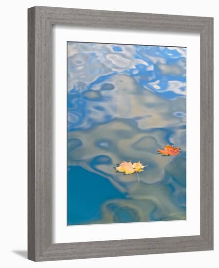 Two Leaves Floating on Pete's Lake, Upper Peninsula, Michigan, USA-Nancy Rotenberg-Framed Photographic Print