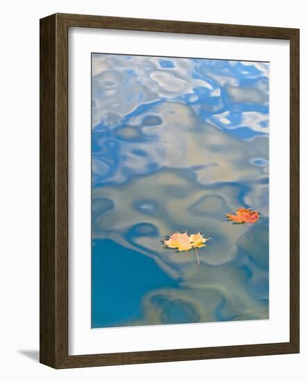 Two Leaves Floating on Pete's Lake, Upper Peninsula, Michigan, USA-Nancy Rotenberg-Framed Photographic Print