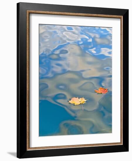 Two Leaves Floating on Pete's Lake, Upper Peninsula, Michigan, USA-Nancy Rotenberg-Framed Photographic Print