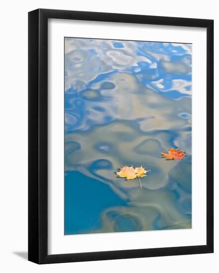 Two Leaves Floating on Pete's Lake, Upper Peninsula, Michigan, USA-Nancy Rotenberg-Framed Photographic Print