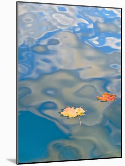 Two Leaves Floating on Pete's Lake, Upper Peninsula, Michigan, USA-Nancy Rotenberg-Mounted Photographic Print