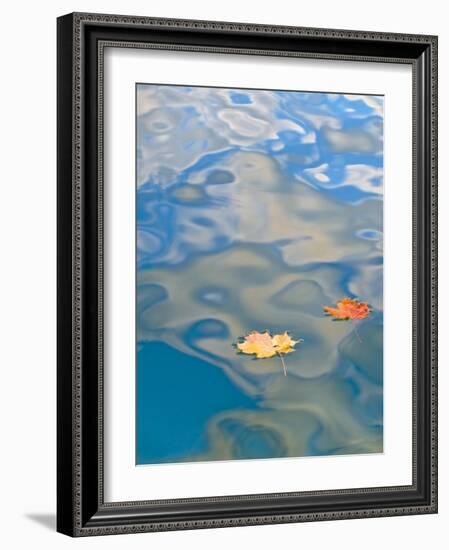 Two Leaves Floating on Pete's Lake, Upper Peninsula, Michigan, USA-Nancy Rotenberg-Framed Photographic Print