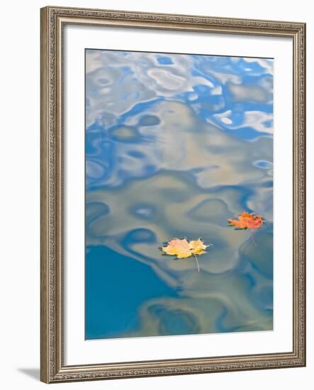 Two Leaves Floating on Pete's Lake, Upper Peninsula, Michigan, USA-Nancy Rotenberg-Framed Photographic Print