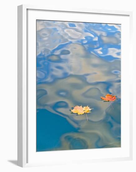 Two Leaves Floating on Pete's Lake, Upper Peninsula, Michigan, USA-Nancy Rotenberg-Framed Photographic Print