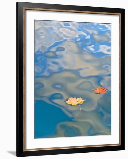 Two Leaves Floating on Pete's Lake, Upper Peninsula, Michigan, USA-Nancy Rotenberg-Framed Photographic Print