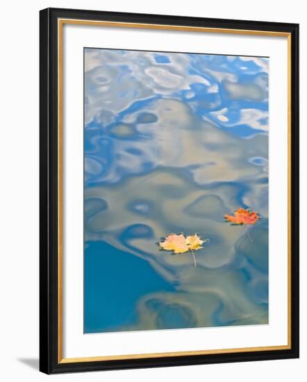 Two Leaves Floating on Pete's Lake, Upper Peninsula, Michigan, USA-Nancy Rotenberg-Framed Photographic Print