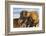 Two Leonbergers-Zandria Muench Beraldo-Framed Photographic Print