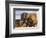 Two Leonbergers-Zandria Muench Beraldo-Framed Photographic Print