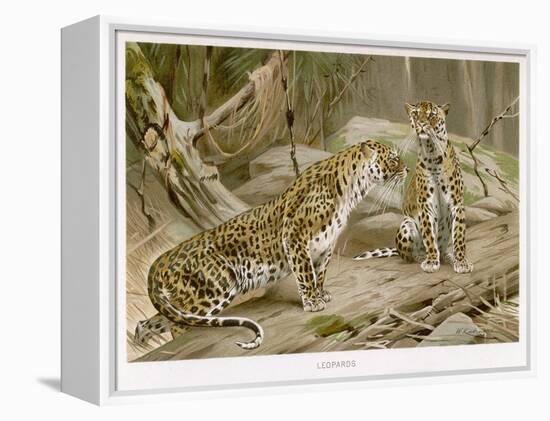 Two Leopards in the Wild-Wilhelm Kuhnert-Framed Stretched Canvas