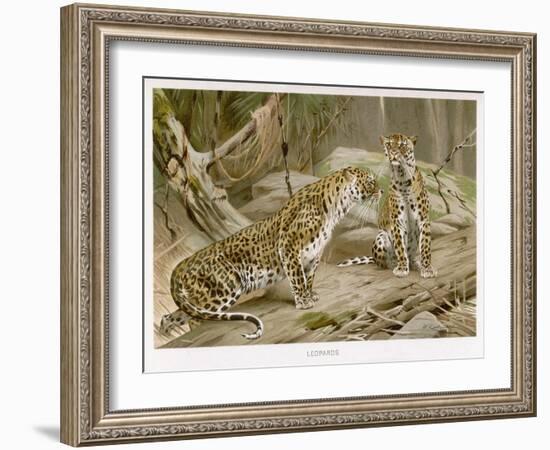 Two Leopards in the Wild-Wilhelm Kuhnert-Framed Art Print