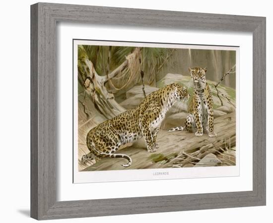 Two Leopards in the Wild-Wilhelm Kuhnert-Framed Art Print