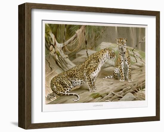 Two Leopards in the Wild-Wilhelm Kuhnert-Framed Art Print