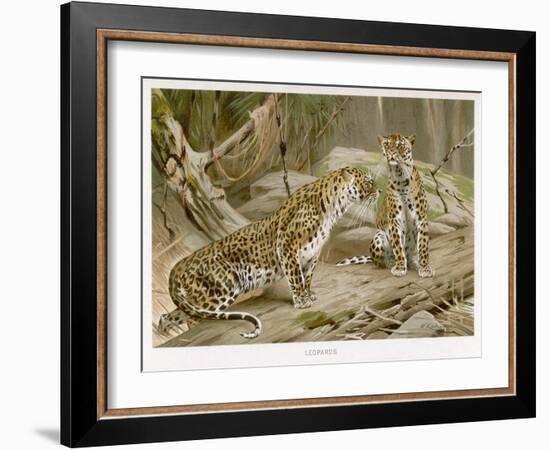 Two Leopards in the Wild-Wilhelm Kuhnert-Framed Art Print