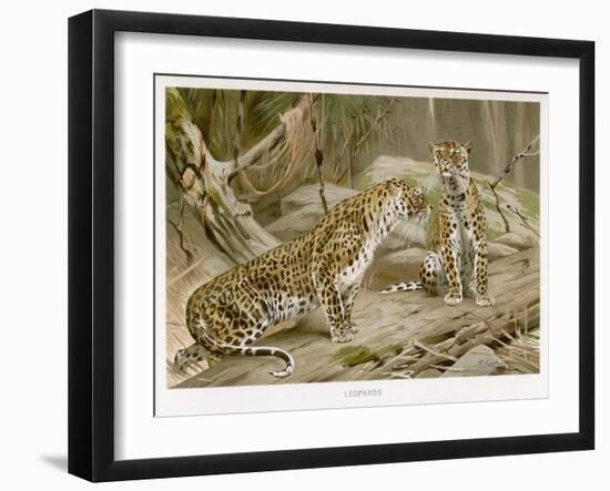 Two Leopards in the Wild-Wilhelm Kuhnert-Framed Art Print