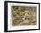 Two Leopards in the Wild-Wilhelm Kuhnert-Framed Art Print