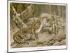 Two Leopards in the Wild-Wilhelm Kuhnert-Mounted Art Print