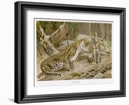 Two Leopards in the Wild-Wilhelm Kuhnert-Framed Art Print