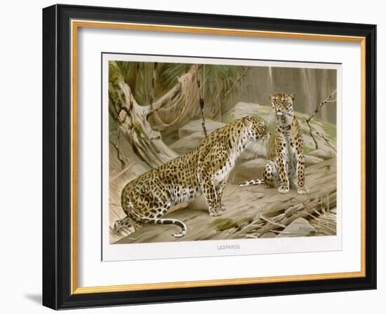 Two Leopards in the Wild-Wilhelm Kuhnert-Framed Art Print