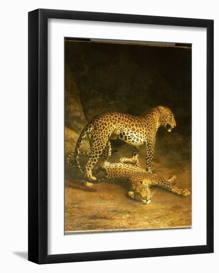 Two Leopards Lying in the Exeter Exchange, 1808-Jacques-Laurent Agasse-Framed Giclee Print