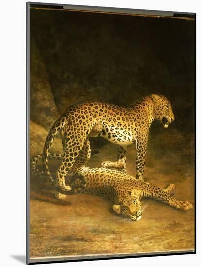 Two Leopards Lying in the Exeter Exchange, 1808-Jacques-Laurent Agasse-Mounted Giclee Print